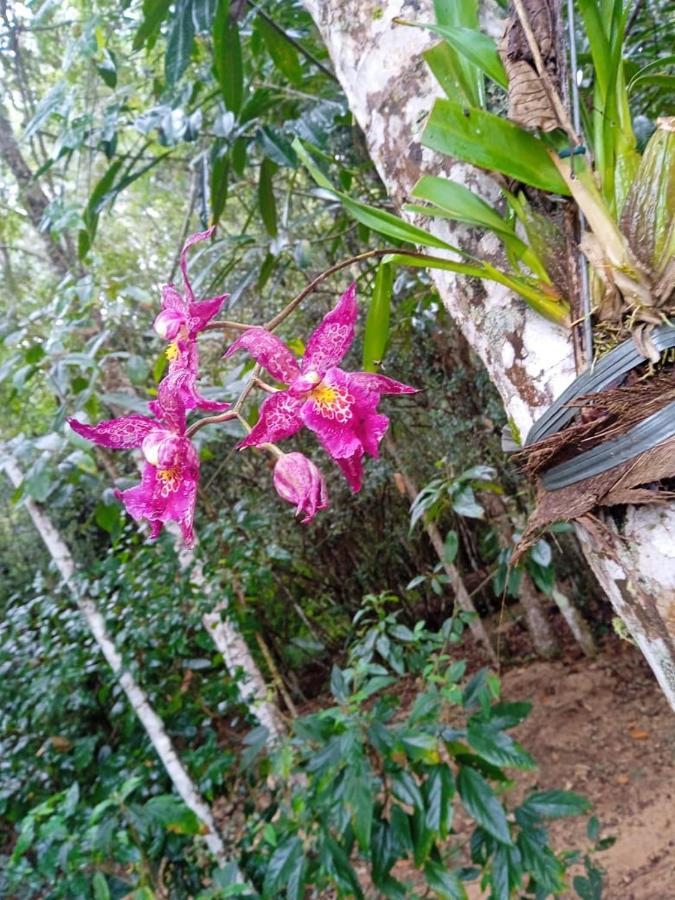 Casa De Campo Banheira, Lareira E Cachoeira Công viên tiểu bang Pedra Azul Ngoại thất bức ảnh